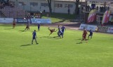 Bramki z meczu Chojniczanka Chojnice - Miedź Legnica 3:0 (WIDEO)