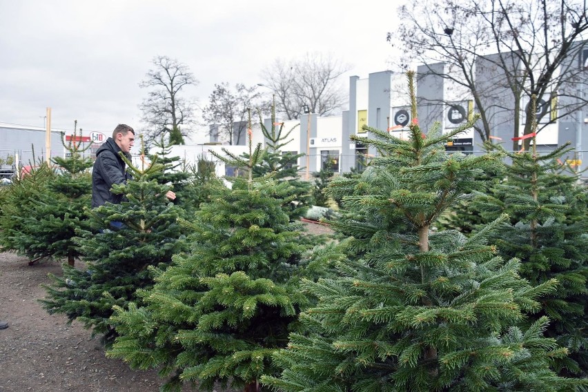 13.12.2019 legnica choinka na swieta plac handlowy choinkowy...