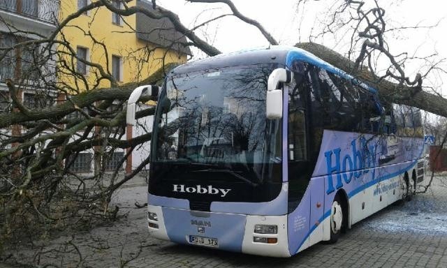 Drzewo spadło na autokar turystyczny w Rewalu.