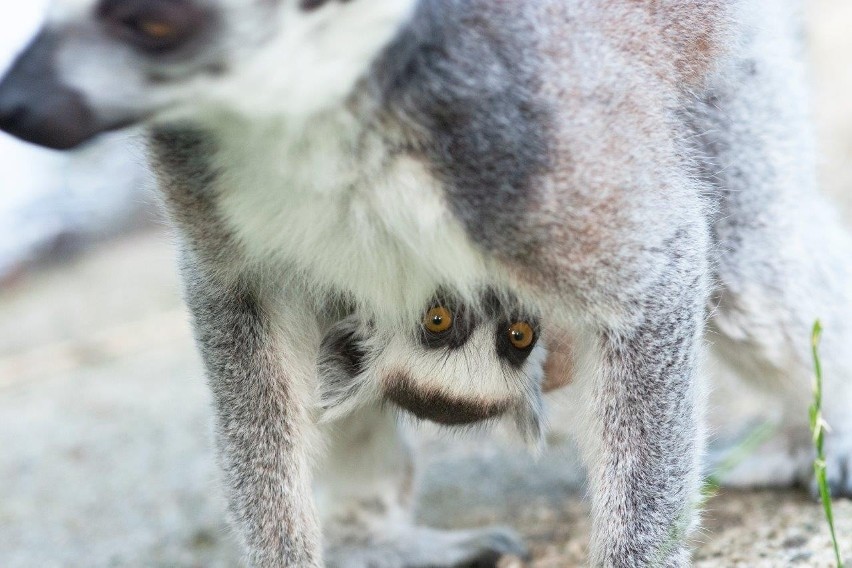 Piąteczek, piątunio. Zwierzęta w zoo w Krakowie robią sobie miny