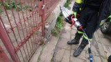 Jeż utknął w ogrodzeniu posesji w Zamościu. Na pomoc ruszyli strażacy