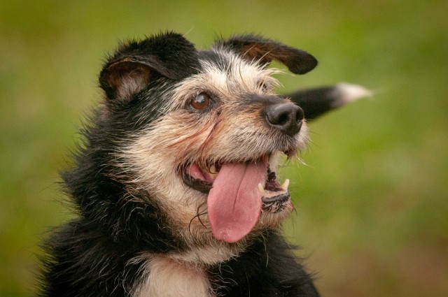 BUBU to malutki chłopak z Wolbromia. Waży 11 kg, jest przygotowany do adopcji i szuka nowego domu. Bubu jest kontaktowy, lubi towarzystwo innych piesków i jest bezproblemowy.