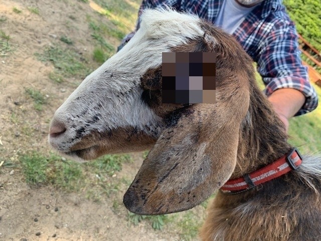 Koza przeszła operację. Lekarz weterynarii był wstrząśnięty bezmiarem bestialstwa.
