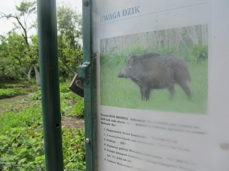 Wrocław: Dziki grasują na działkach (ZDJĘCIA)