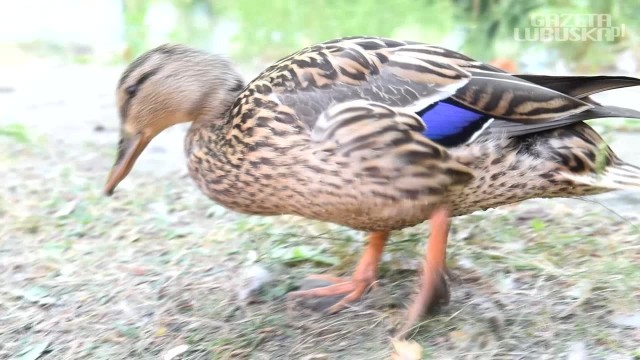 Park Poetów w Zielonej Górze