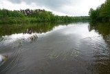 Nadleśnictwo Kolbuszowa informuje: Zabezpieczamy most na rzece Świerczówce [ZDJĘCIA] 