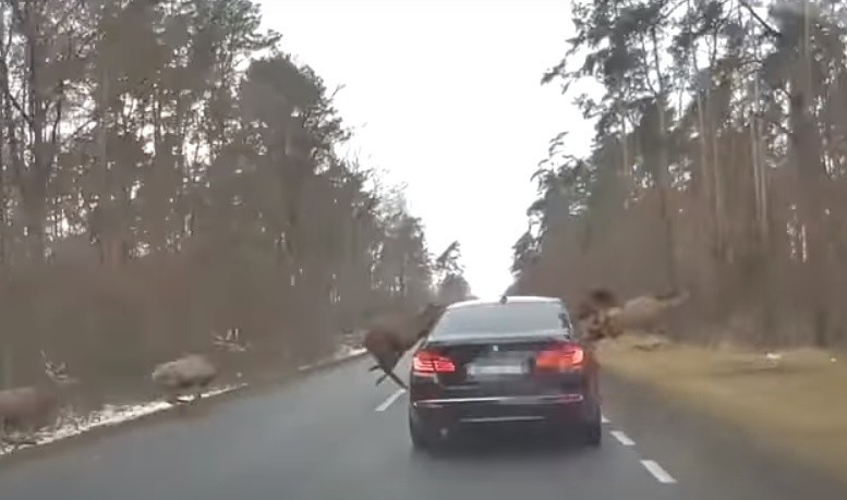 Stado jelenie na drodze