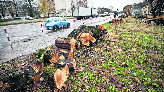 Wycinka drzew w rejonie Domu Miłosierdzia przy al. Monte Cassino - wierzba biała została wycięta, gdyż - jak nas poinformowano - drzewa były chore, zagrzybione i zagrażały bezpieczeństwu