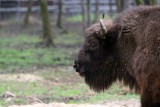 Żubr powraca z misją ratowania zagrożonych gatunków. Na puszkach i butelkach pojawi się niedźwiedź, wilk, orzeł, ryś i sóweczka