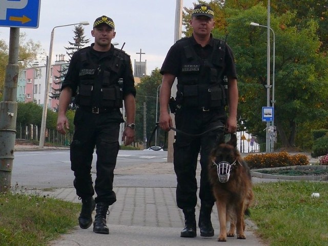 Tango - nowy funkcjonariusz Straży Miejskiej wspomaga pracę strażników miejskich. Na zdjęciu: podczas pieszego patrolu ze swoim przewodnikiem (od prawej) strażnikiem Rafałem Klepaczem oraz strażnikiem Marcinem Niebudzińskim.