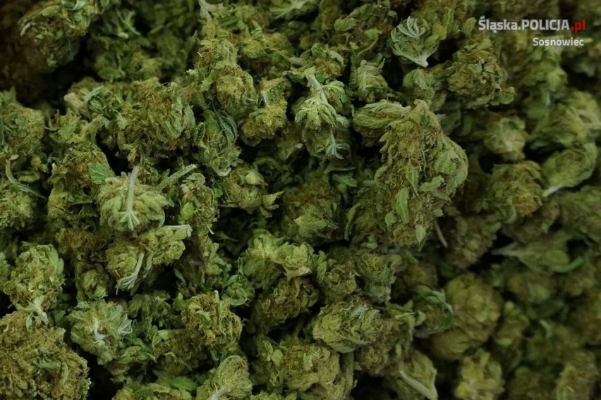 Badania wykazały, że zielony susz to marihuana