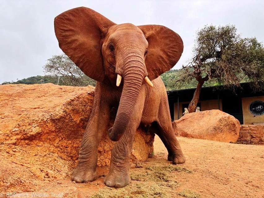 Uczniowie z nyskiej szkoły podstawowej adoptowali słonia - sierotę w Kenii. I są tym zachwyceni