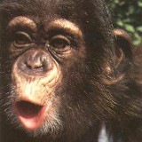 Sławny szympans zastrzelony