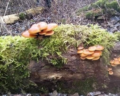 To jeden z jadalnych gatunków grzybów, które w Polsce można...