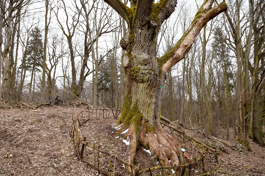 Dąb Wojciech uratowany. 650-letnie drzewo znów czeka na turystów (zdjęcia)