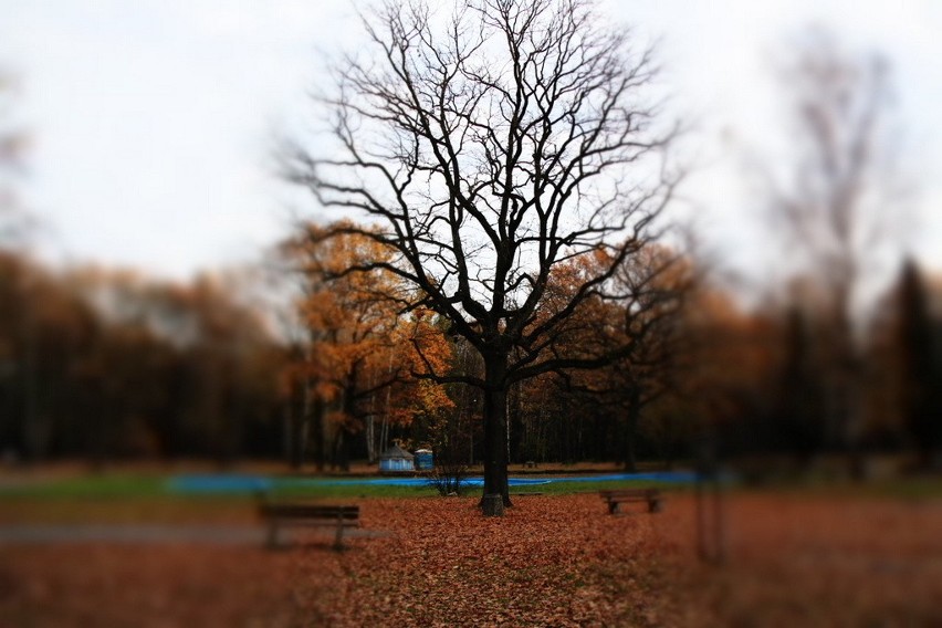 Tak wygląda park Zielona w jesiennych barwach