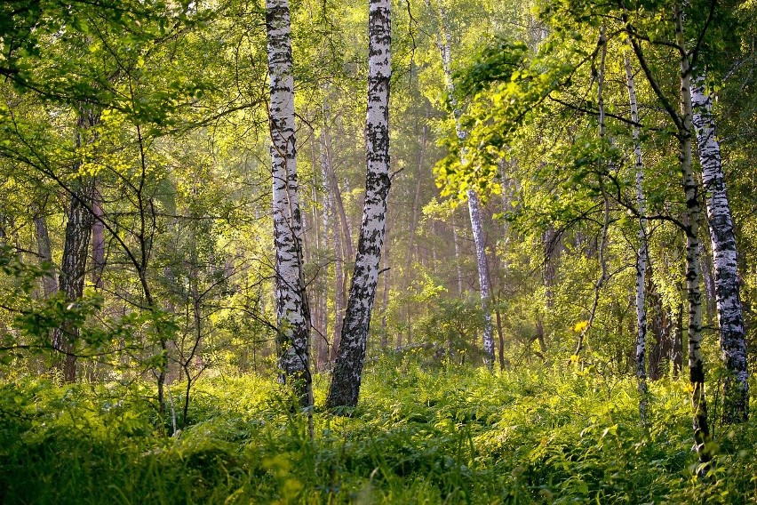 Dopłaty do prywatnych lasów - możliwy drugi nabór w 2019 roku