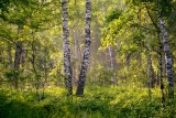 Dopłaty do prywatnych lasów - możliwy drugi nabór w 2019 roku