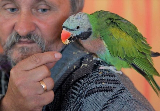 Na zdjęciu Ryszard Papke. Podczas wystawy zaprezentuje kolorowe papugi