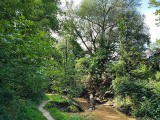 Kraków. Wody Polskie chcą wycinki ponad 50 drzew w Dolinie Prądnika. To bardzo cenny, zielony teren [ZDJĘCIA]