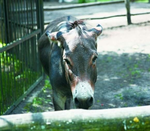 Jeden osioł trafi do Markowszczyzny a drugi wyjedzie w Świętokrzyskie