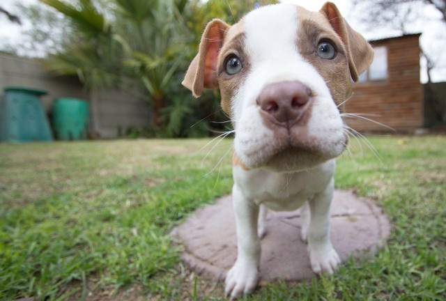 II Mistrzostwa Europy Pit Bull Show w Wasilkowie