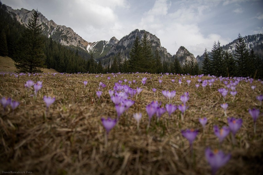 Dywany kwiatowe w Bukowinie Tatrzańskiej. Wiosenną ozdobą...