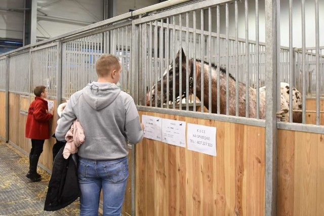 Cavaliada, czyli święto koni i ich miłośnikówCavaliada, czyli święto koni i ich miłośników