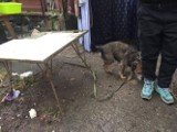 Zwierzęta były głodzone, a pies był przywiązany do nogi stołu. 51-letnia kobieta oskarżona o znęcanie się nad psami i kotami
