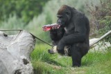 Gadające goryle promują w telewizji opolskie zoo [wideo]