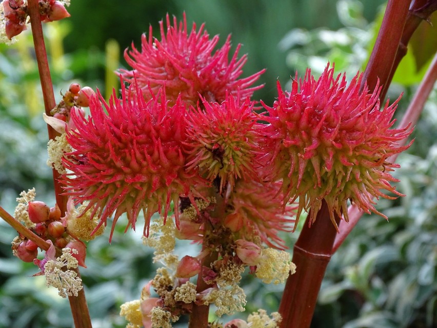 Ricinus communis, czyli rącznik pospolity, to roślina...