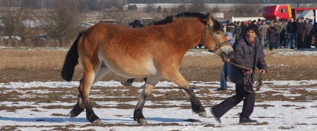 Mała przebieżka z koniem ma pokazać kupującemu, że zwierzę nie kuleje, sprawnie się rusza.