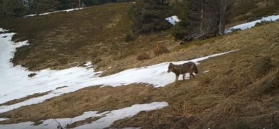 Szlaki Babiogórskiego Parku Narodowego są zamknięte do odwołania, więc wilki czują się swobodnie. Tak paradują przed kamerą