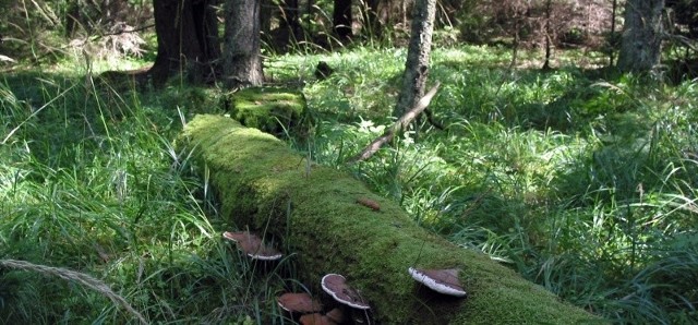 Puszcza Białowieska odpadła. Czy mazurskie jeziora znajdą się na liście Siedmiu Nowych Cudów Świata Natury?