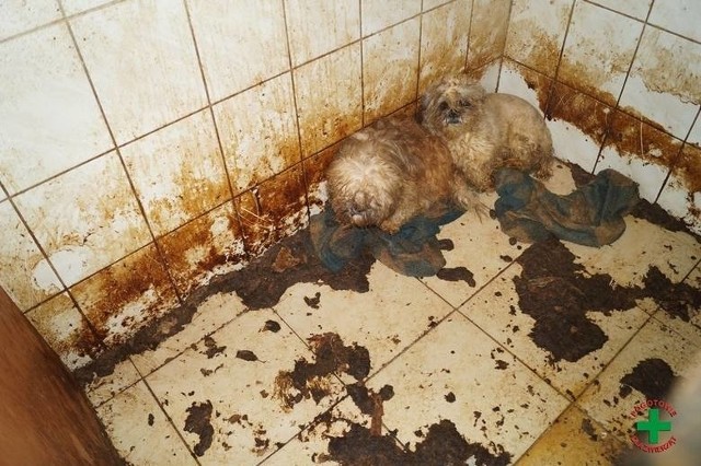 Pogotowie dla Zwierząt wspólnie z policją zlikwidowało hodowlę psów i kotów w Dobrczu. Czworonogi trzymane były w fatalnych warunkach.