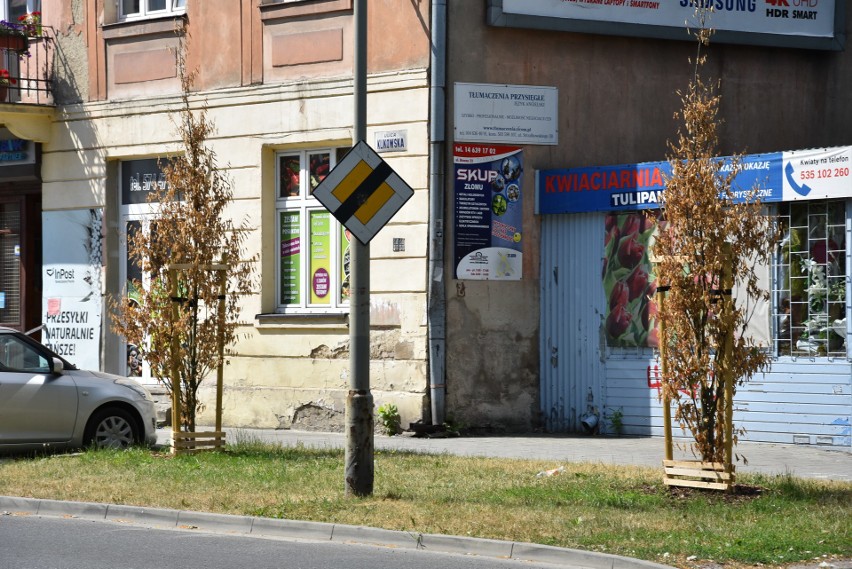 Kilka uschniętych drzewa znajduje się na ulicy Klikowskiej.