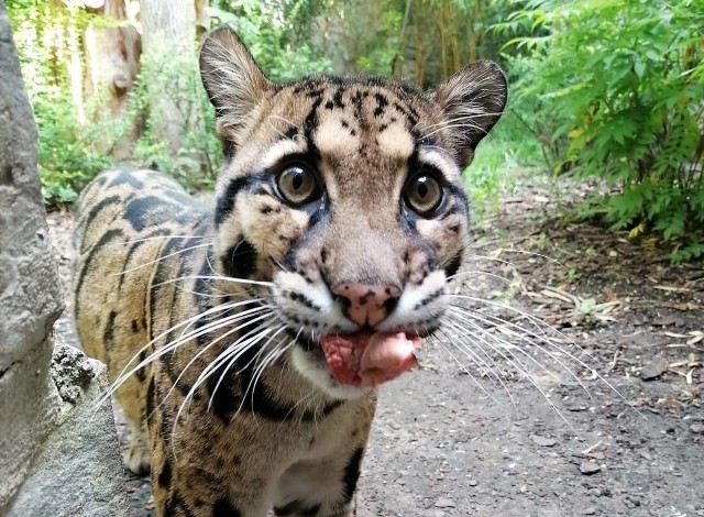 We wrocławskim ogrodzie zoologicznym żyją dwie pantery mgliste.