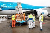 Zamiast pasażerów, w kabinie podróżują paczki. Tak linie KLM realizują nowatorski pomysł w czasie pandemii