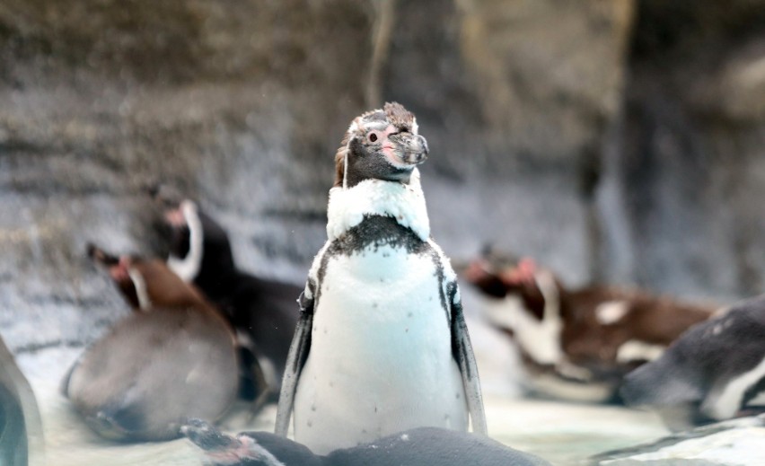 Pingwiny ze śląskiego zoo zmieniają swoje upierzenie. Te...