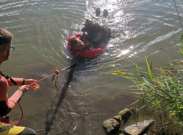 Dzięki szybkiej i sprawnej akcji ratowników WOPR z Kruszwicy psa udało się wydostać na brzeg.