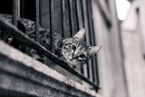 Mieszkaniec lubelskich Bronowic wyrzucił kota przez okno w bloku. "Denerwował mnie"  