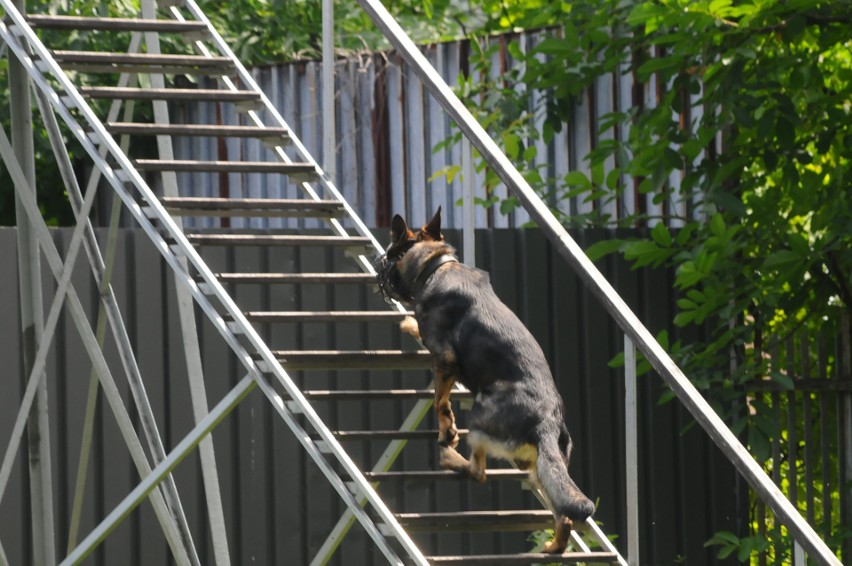 Psy patrolowe rywalizowały w zawodach w Krakowie