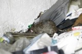 Szczurza inwazja nad Strugą w Toruniu! Mamy zdjęcia i film od naszej Czytelniczki