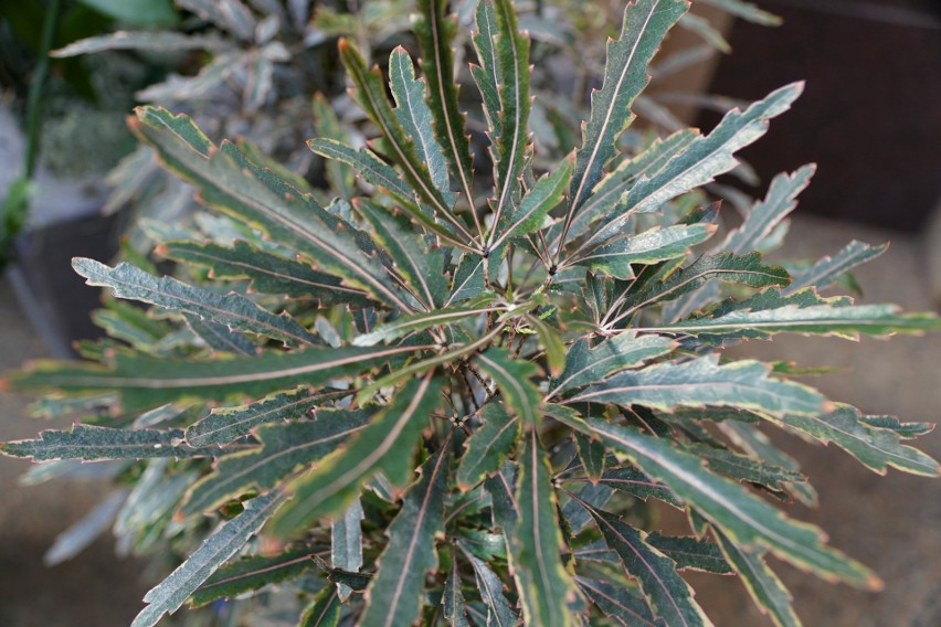 Szeflera najwytworniejsza (Schefflera elegantissima) różni...