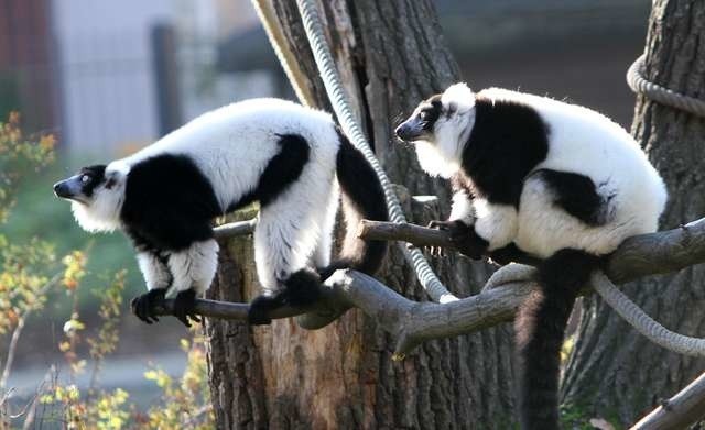 Zwierzęta w toruńskim zoo wciąż są aktywne. Lemury nadal wychodzą na swoją wyspę