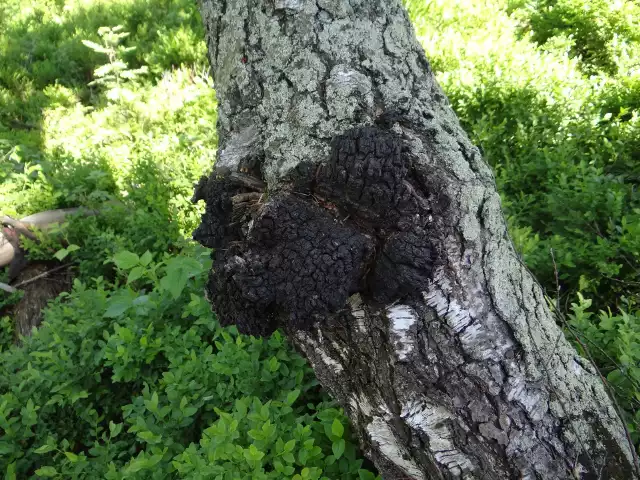 W ogóle nie wygląda jak grzyb, bardziej przypomina chorobę drzewa, ale ma wiele pozytywnych właściwości.