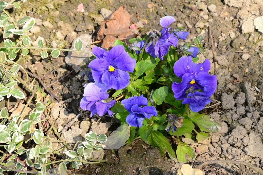 Ogród Botaniczny w Lublinie już otwarty dla mieszkańców