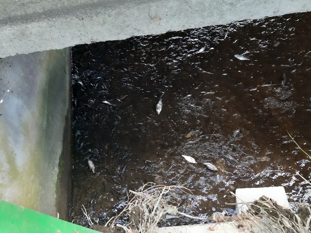 Wiele śniętych ryb znaleziono przy "wodospadzie" na Rudniczance w Grudziądzu