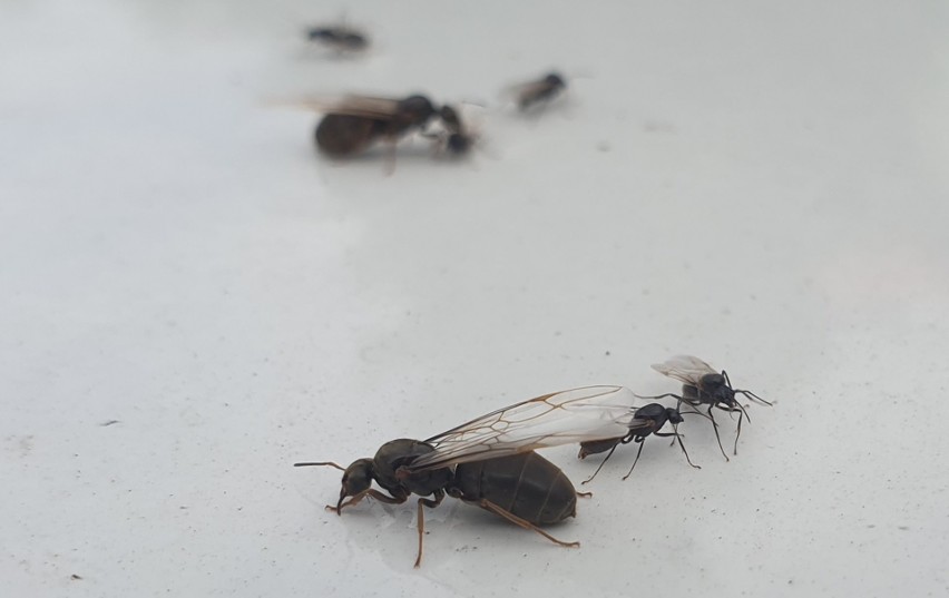 Plaga latających mrówek w Kielcach. Są ich miliony! (WIDEO, zdjęcia)