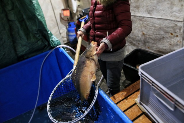 Od wielu lat organizacje prozwierzęce apelują, by zakazać sprzedaży żywych karpi. Efektem jest zmniejszona liczba punktów, w których taką rybę można nabyć.